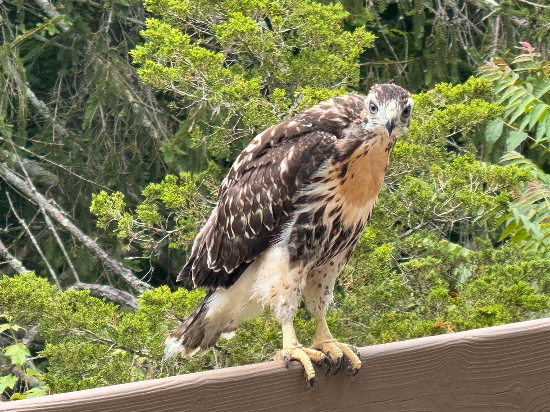 On Writing Harold The Hawk Goes to Daycare