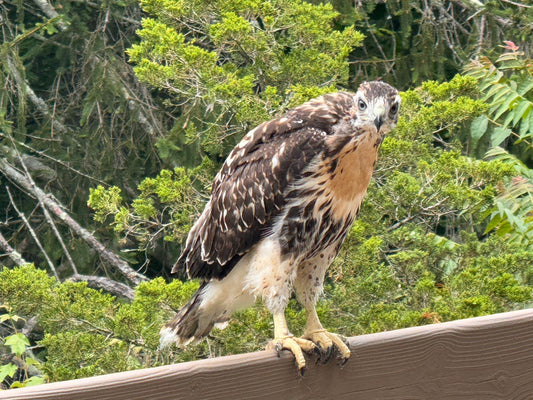 On Writing Harold The Hawk Goes to Daycare